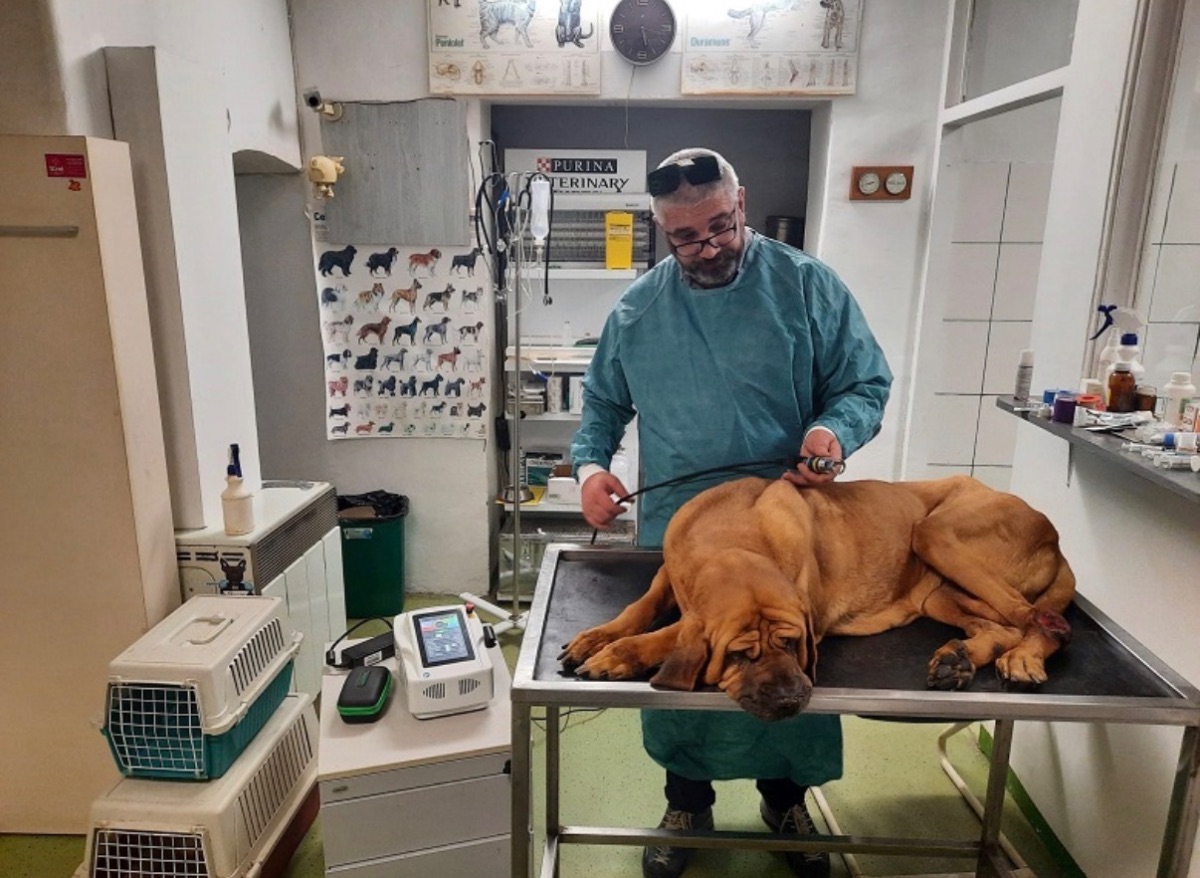 Zoo Medica